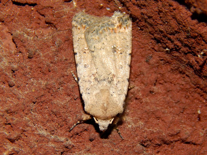 Noctuidae da ID - Caradrina clavipalpis